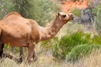 Alice Springs