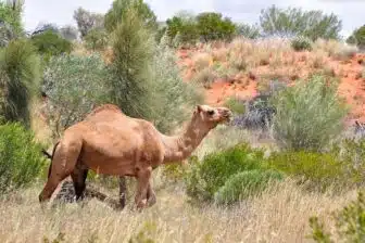 Sydney, Cairns & Centre Rouge en Safari Camp